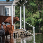 After Redfin offered flood-risk tool, buyers took heed